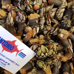 PERCEBE EXTRA GALLEGO