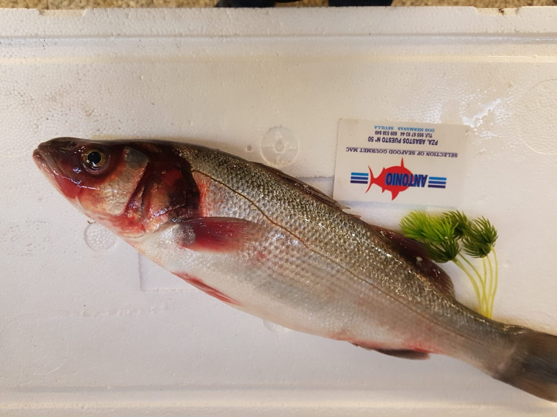 WhatsApp Image 2020-11-04 at 22.56.07