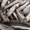 BOQUERONES